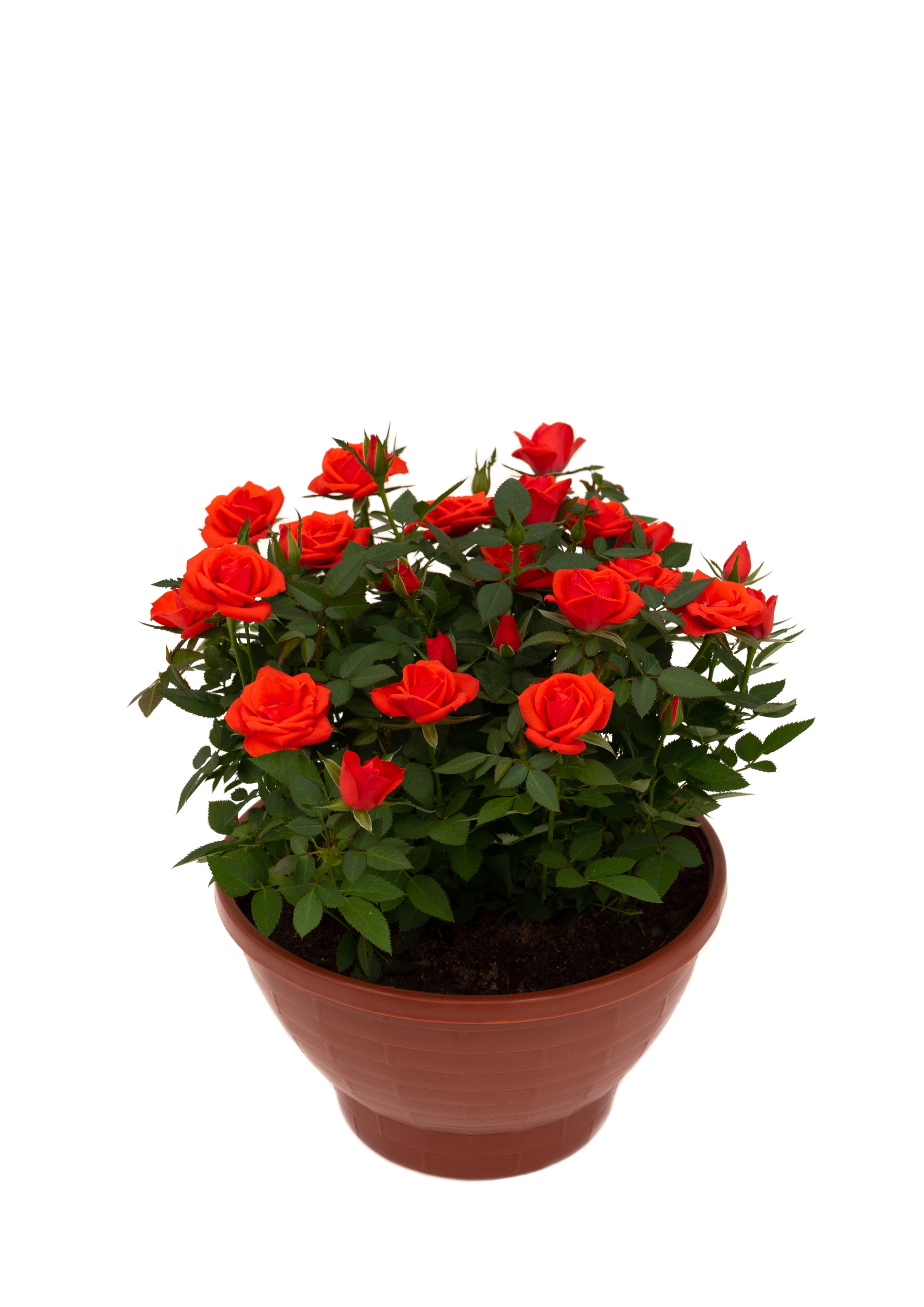 Изображение товара Растение Роза Кордана 22 см в ассортименте компактное декоративное цветущее растение