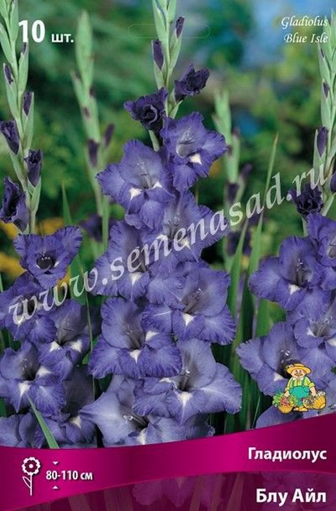 Изображение товара Луковицы гладиолуса ПОИСК Блу айл 3 шт