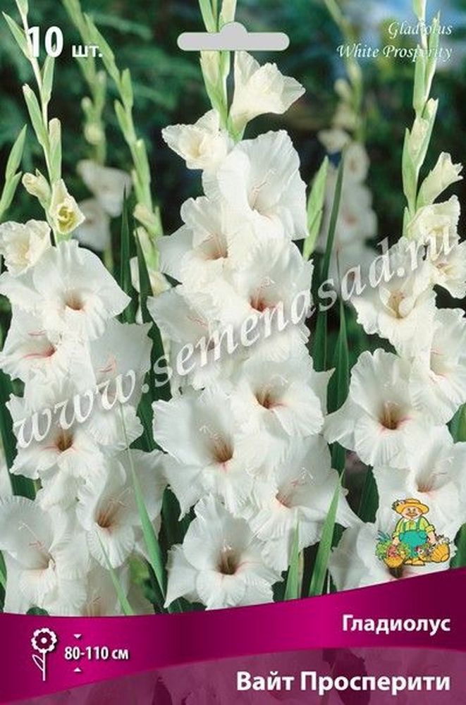 Изображение товара Луковицы Гладиолуса ПОИСК Вайт прос- перити 3 x 3 шт