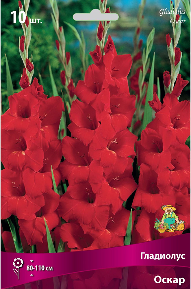 Изображение товара Луковицы Гладиолуса ПОИСК Оскар 3 x 3 шт
