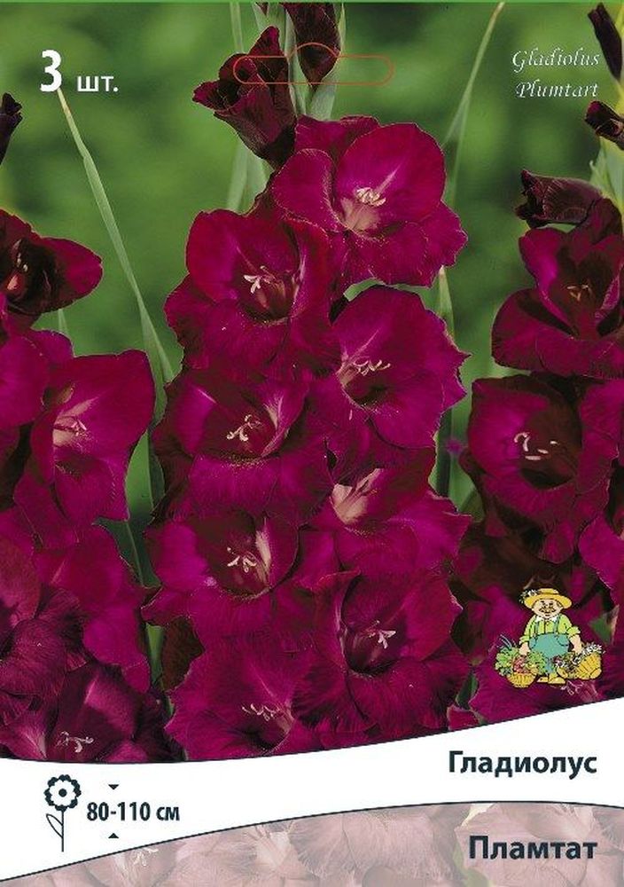 Изображение товара Луковицы гладиолуса крупноцветкового Пламтат 3 шт яркие ярко-красные