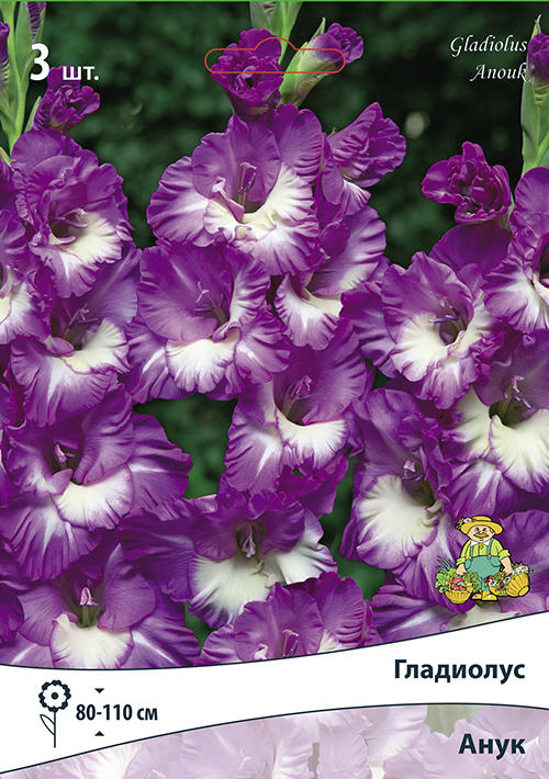 Изображение товара Луковицы Гладиолуса ПОИСК Анук 3 шт