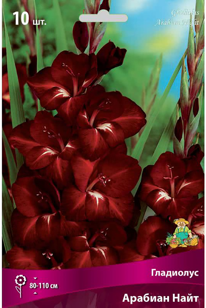 Изображение товара Луковицы Гладиолуса ПОИСК Арабиан найт 3 шт
