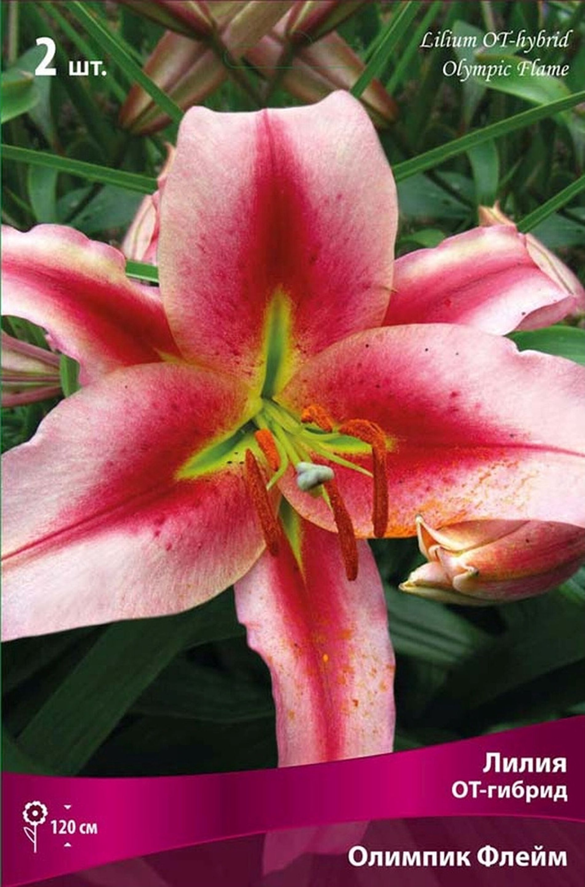 Изображение товара Луковицы лилии Олимпик Флейм 1 шт — яркие цветы для сада и клумбы