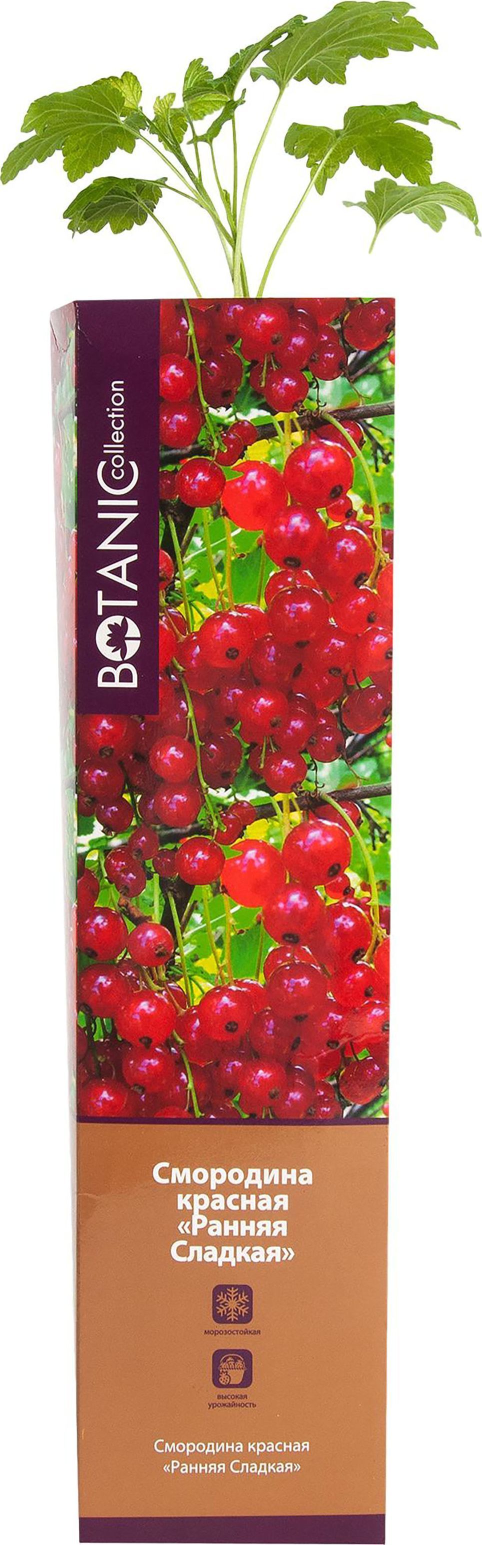 Изображение товара Саженец Смородина Н40 в ассортименте морозостойкий с закрытой корневой системой