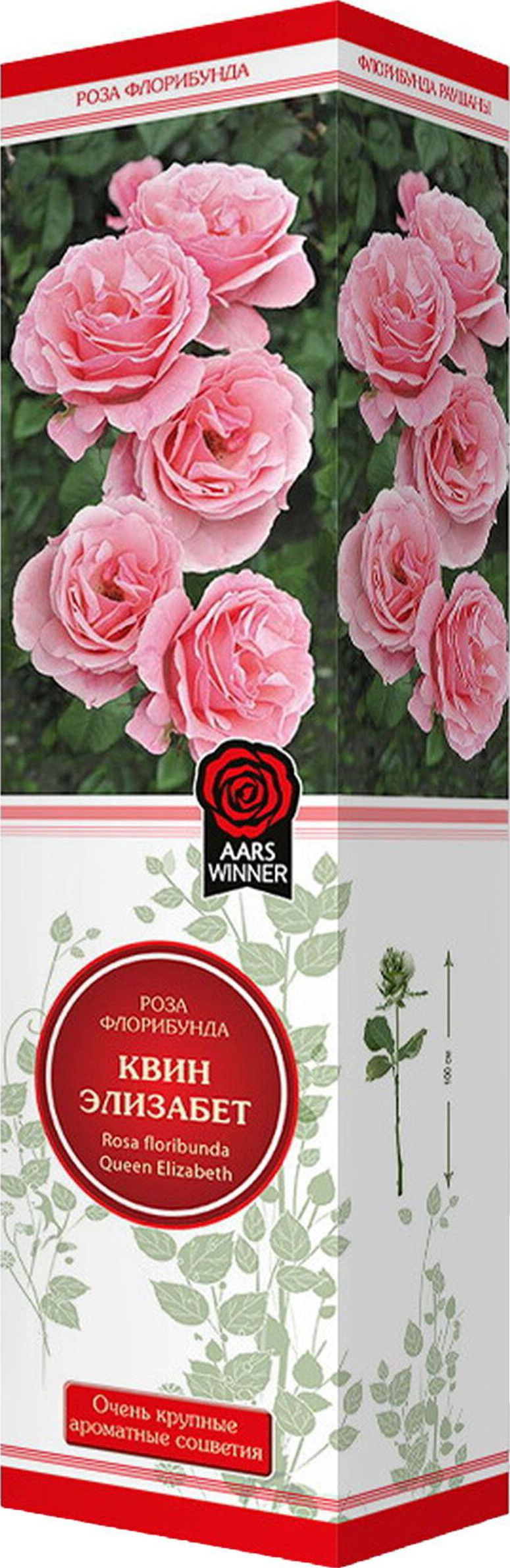 Изображение товара Саженец Роза Квин Элизабет С1 Н37