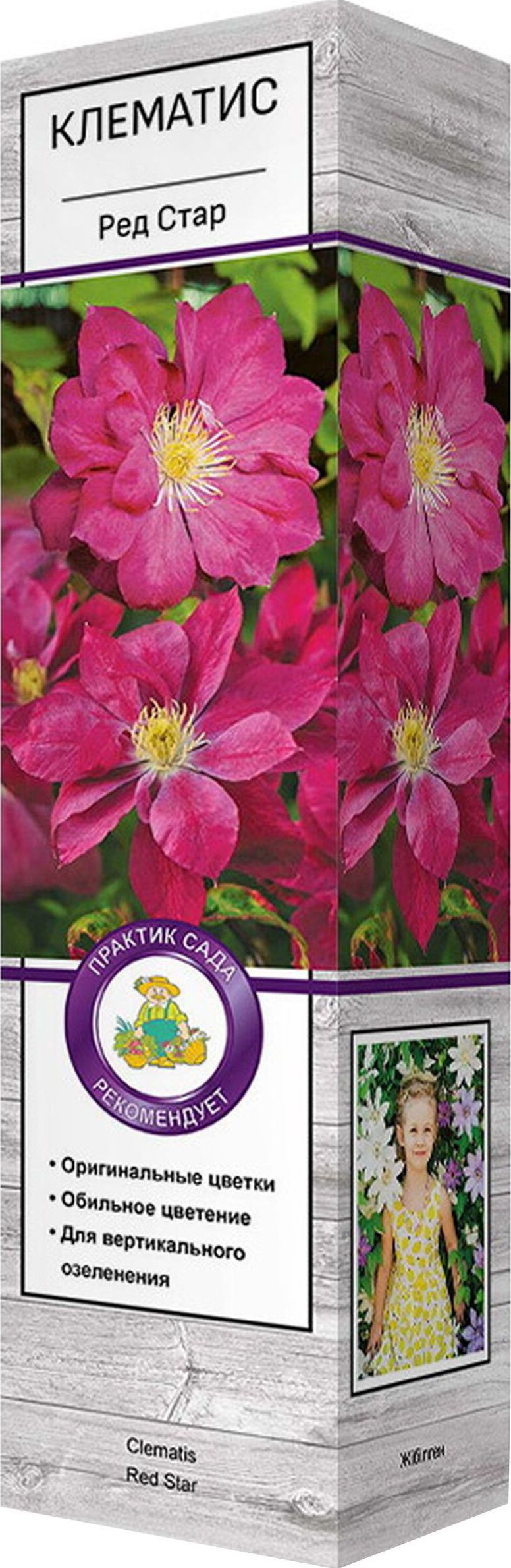 Изображение товара Саженец Клематис Ред Стар С1 Н37