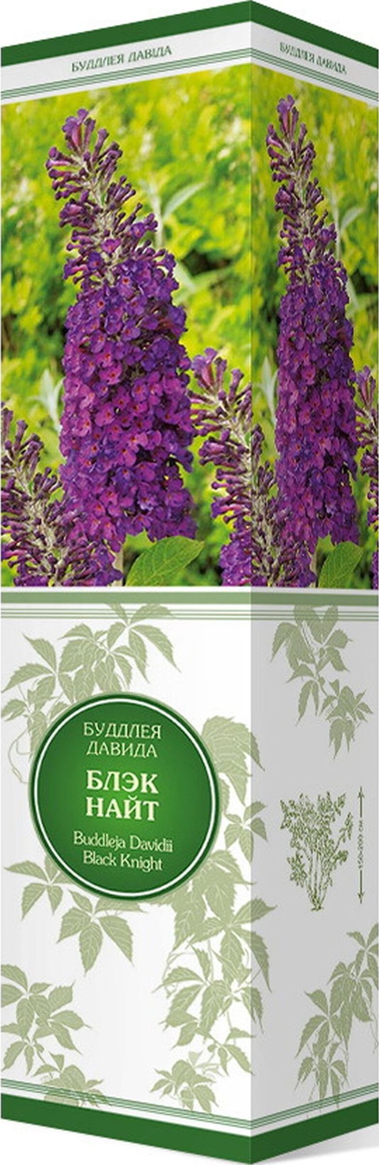 Изображение товара Саженец Буддлея Давида Блэк Найт, декоративный кустарник, 1 летний саженец, морозостойкий