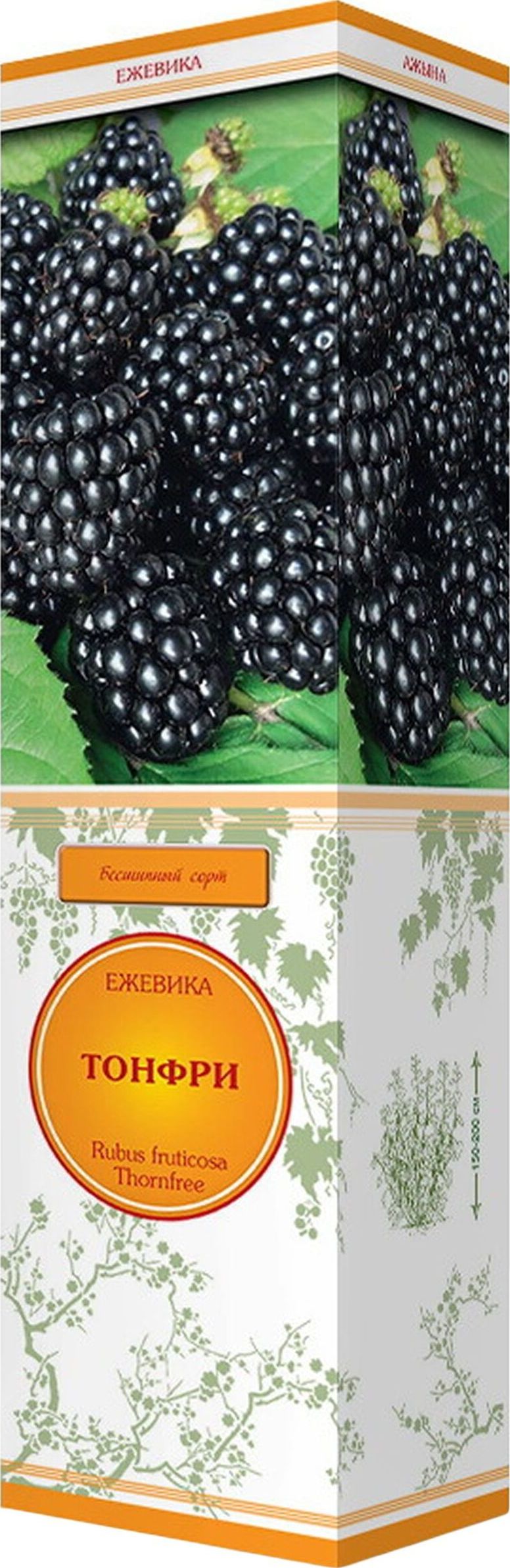 Изображение товара Ежевика Тонфри D16, 5 Н7, 5 - плодово-ягодное декоративное растение для сада