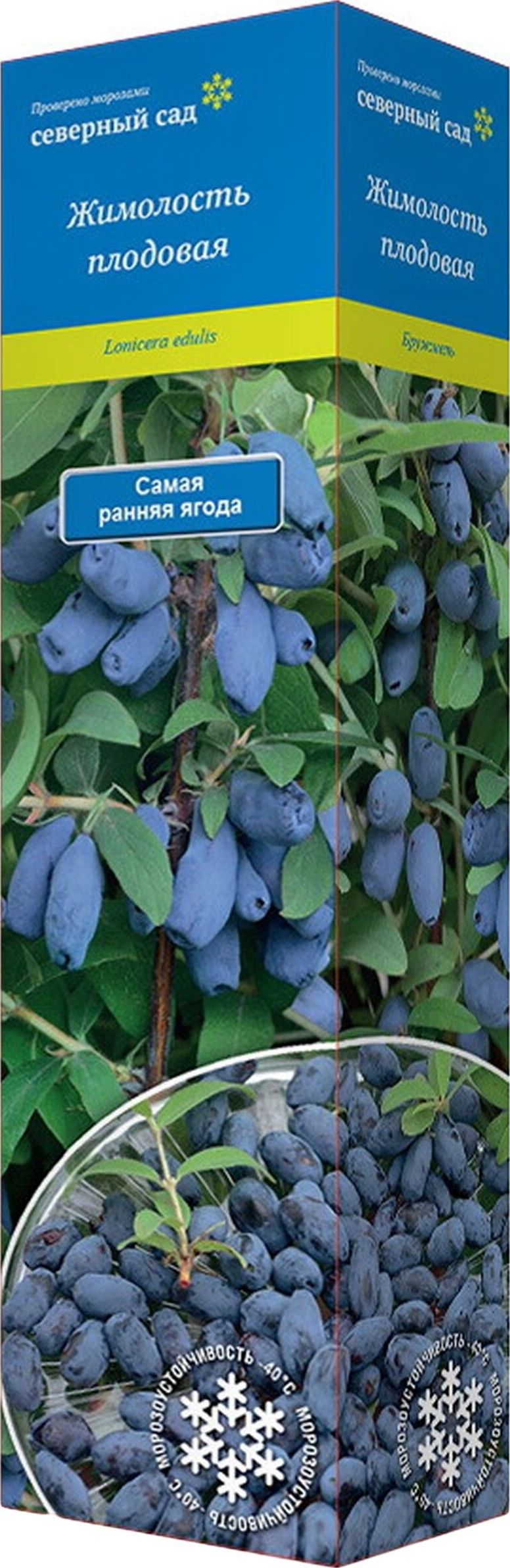 Изображение товара Растение Жимолость Лазурит ПОИСК D16,5 Н7,5