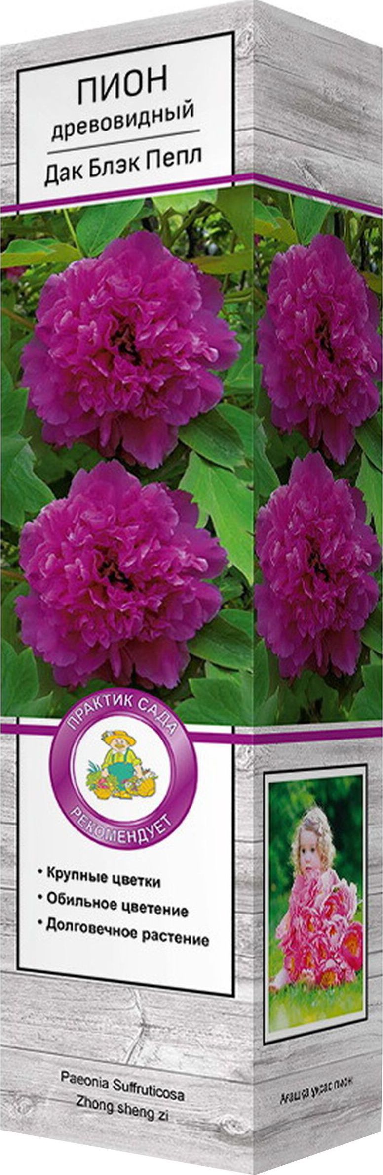 Изображение товара Саженец Пион Дак Блэк-Пёпл - декоративное многолетнее кустовое растение