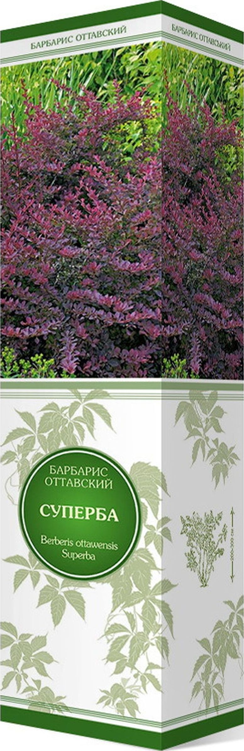 Изображение товара Саженец Барбарис оттавский Суперба С1 Н37