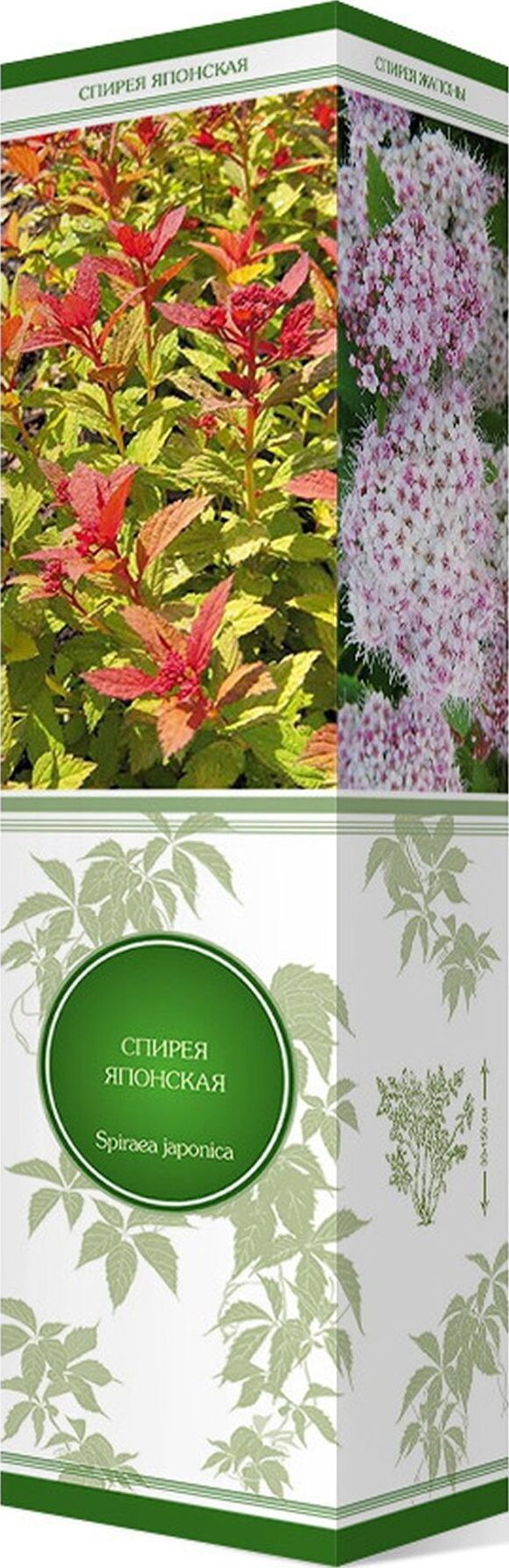 Изображение товара Саженец Спирея японская Дартс Ред ПОИСК С1 Н37 - декоративный кустарник для сада