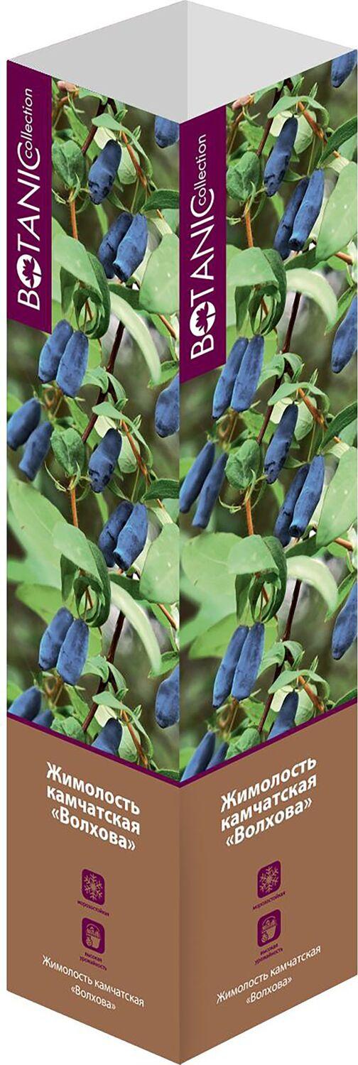 Изображение товара Саженец Жимолость Н40 в ассортименте, морозостойкий, 40 см, кустовая