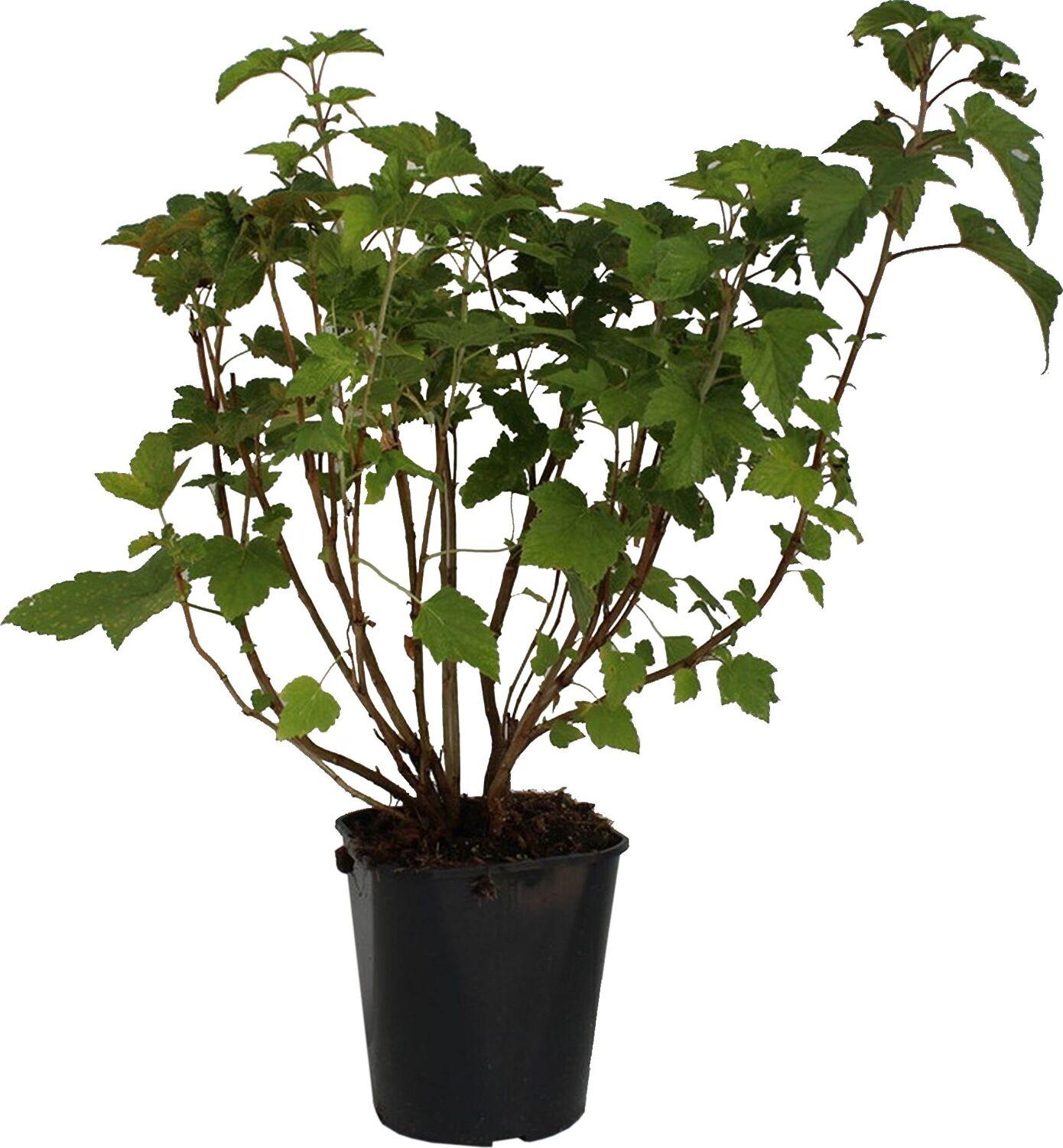 Изображение товара Растение Смородина черная С5Н60