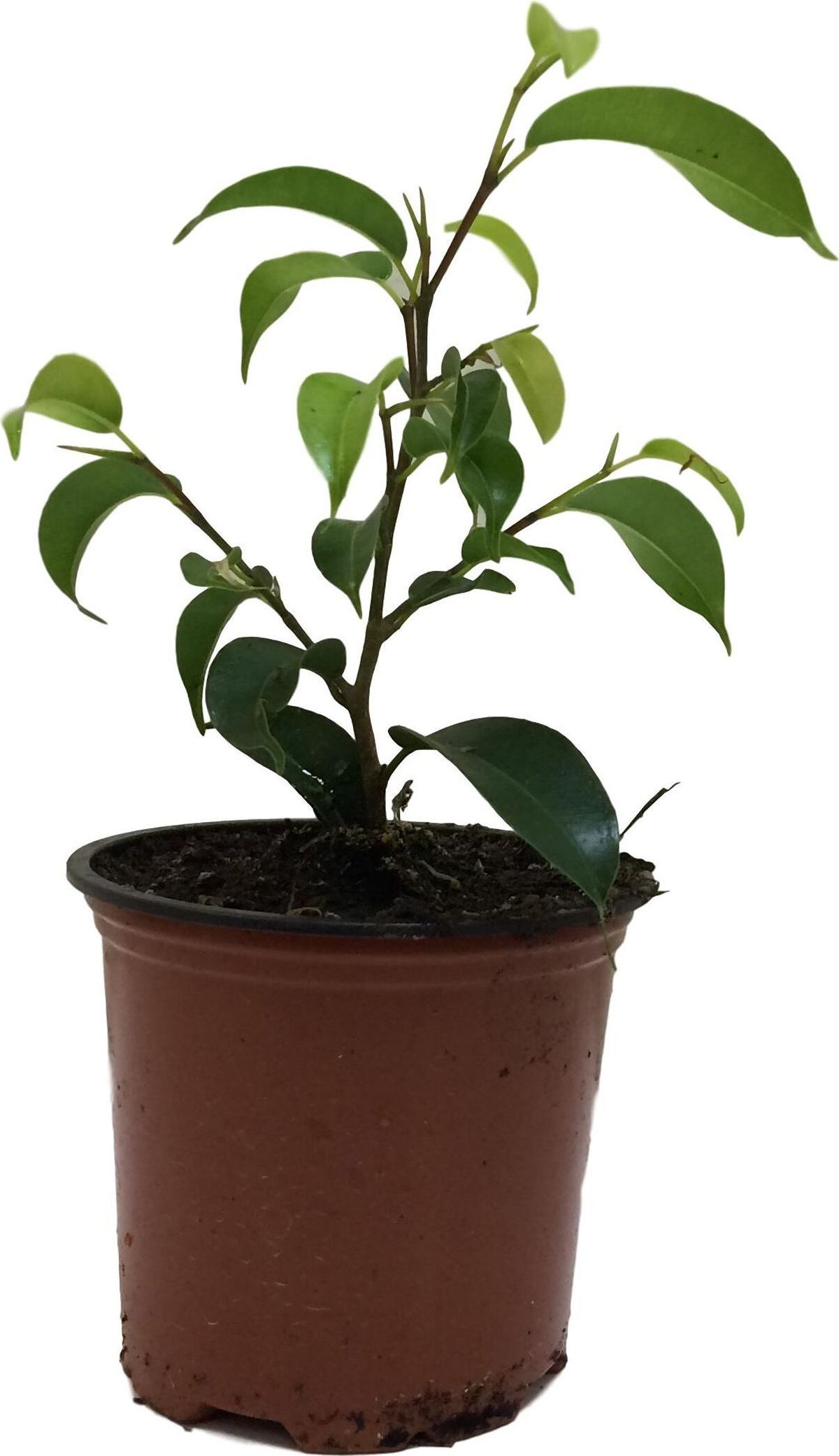 Изображение товара Растение Фикус Бенджамина 15 см