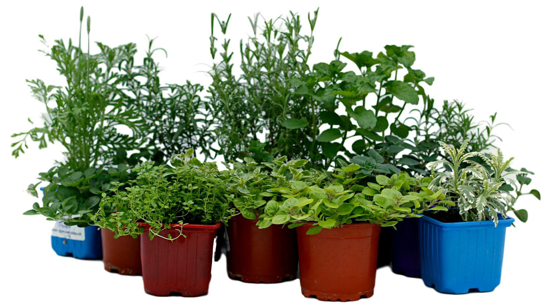 Изображение товара Пряно-ароматическое растение P9 H25 см в ассортименте для сада и дома