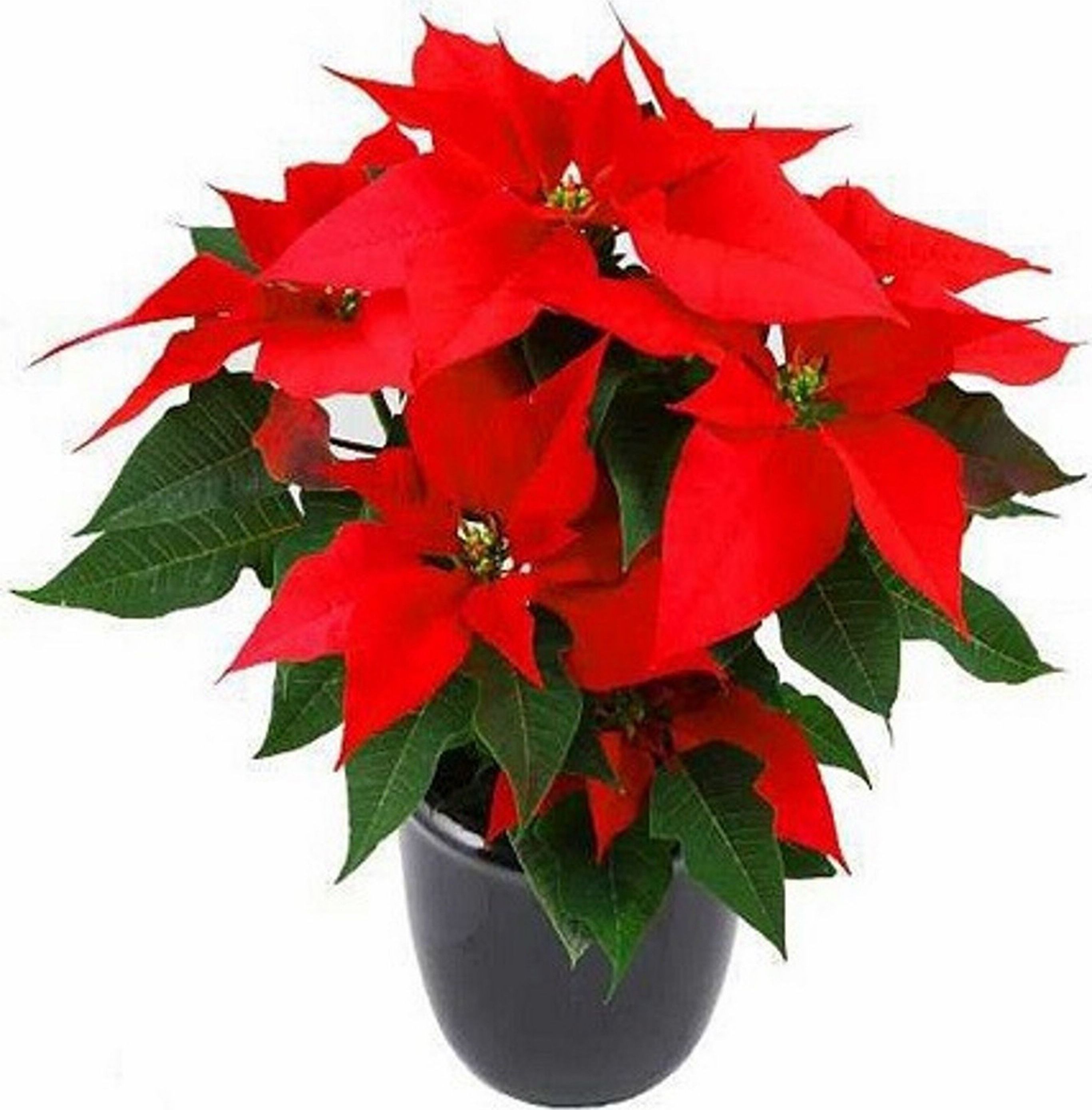 Изображение товара Растение Пуансеттия 35 см