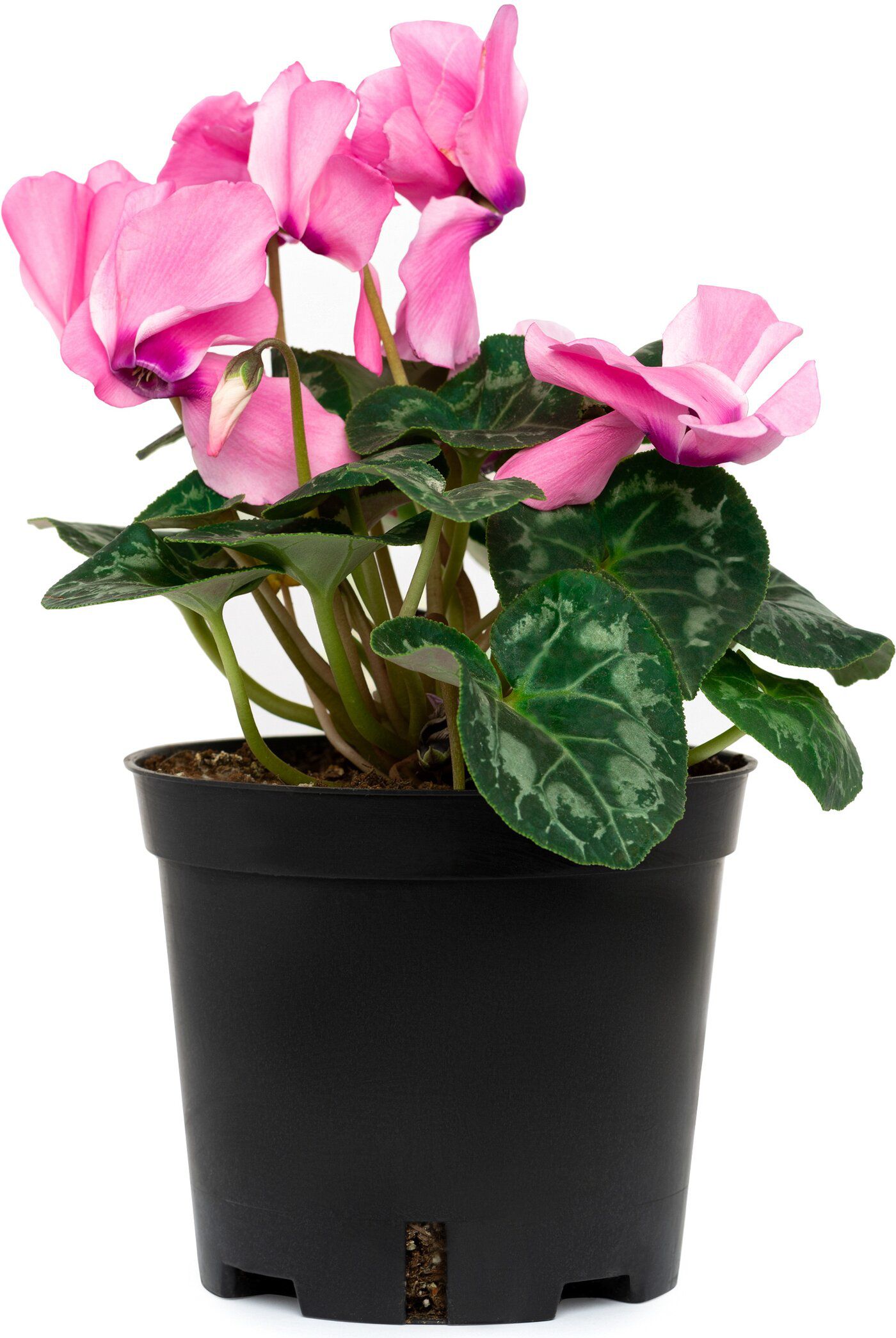 Изображение товара Цикламен персидский 35 см - красивое комнатное растение