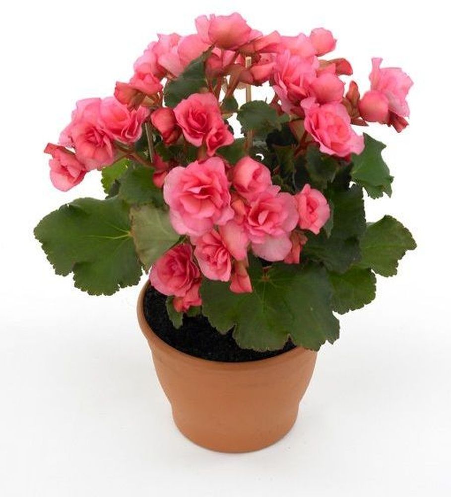 Изображение товара Растение Бегония Элатиор 30 см в ассортименте