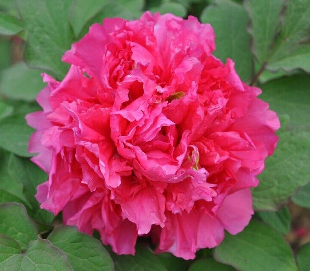 Изображение товара Растение пион древовидный Алая Волна 7 цветов большая высота