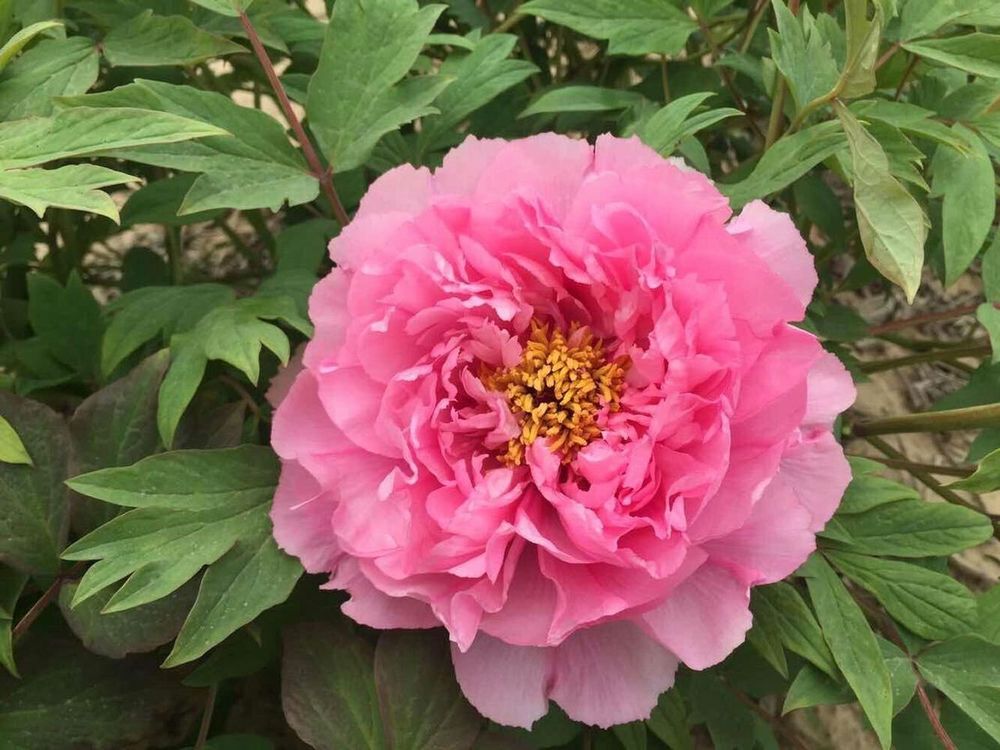 Изображение товара Растение Пион древовидный Розовый Лотос 7 ЦВЕТОВ 1 шт