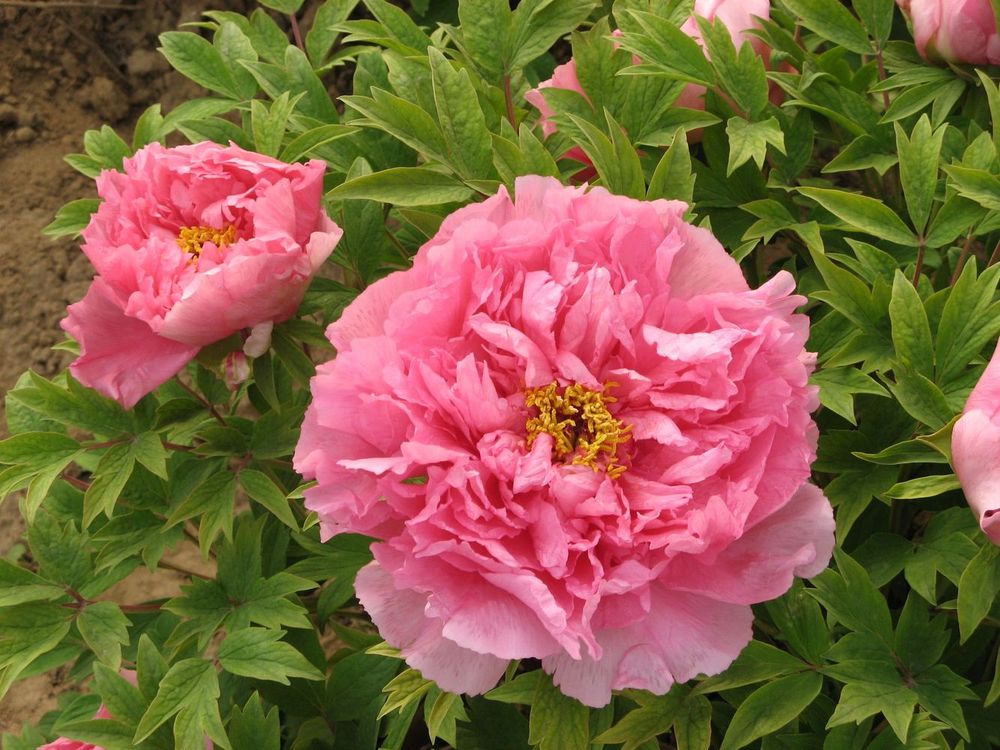 Изображение товара Древовидный пион Серебристый ручей 1 шт садовое растение