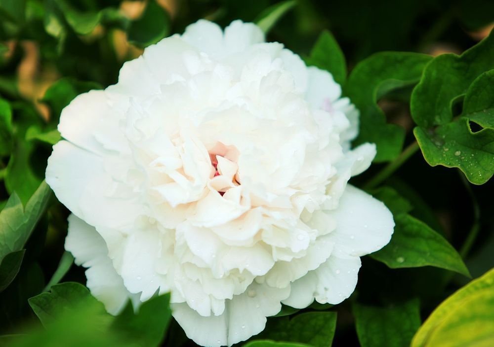 Изображение товара Пион древовидный Снежная Крепость 7 Цветов, морозостойкое растение для сада