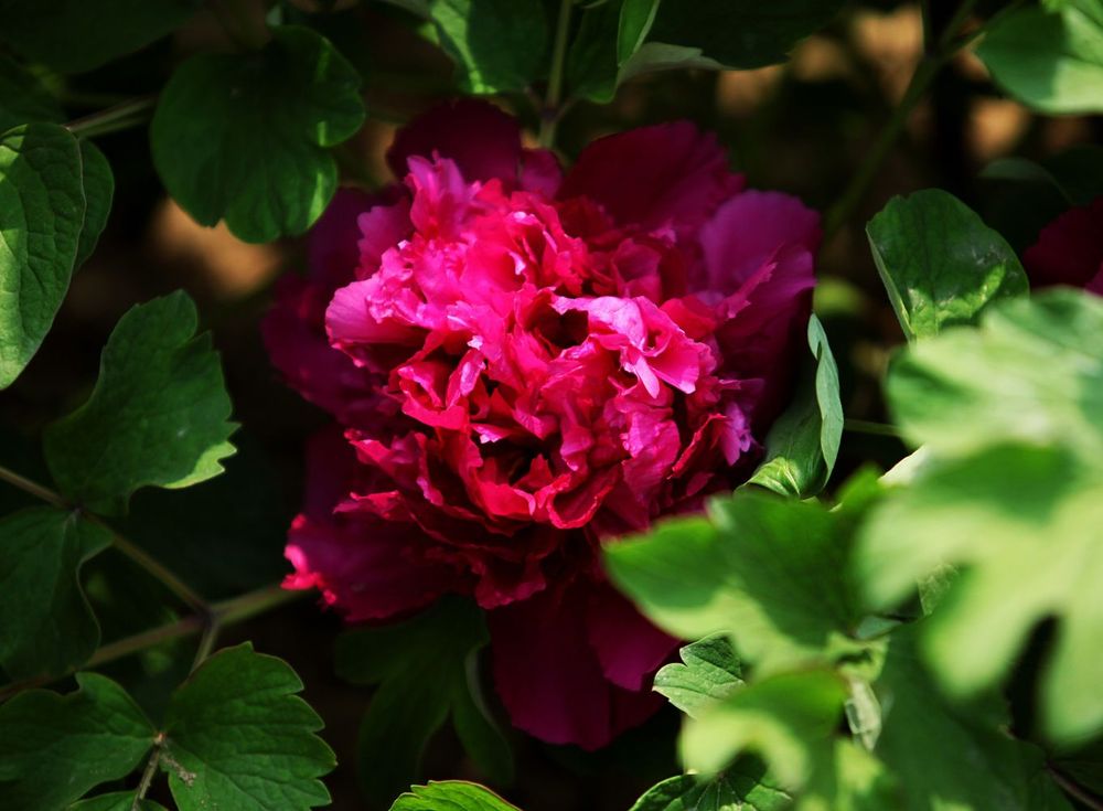 Изображение товара Растение пион древовидный Тайная страсть 7 Цветов, яркое декоративное растение