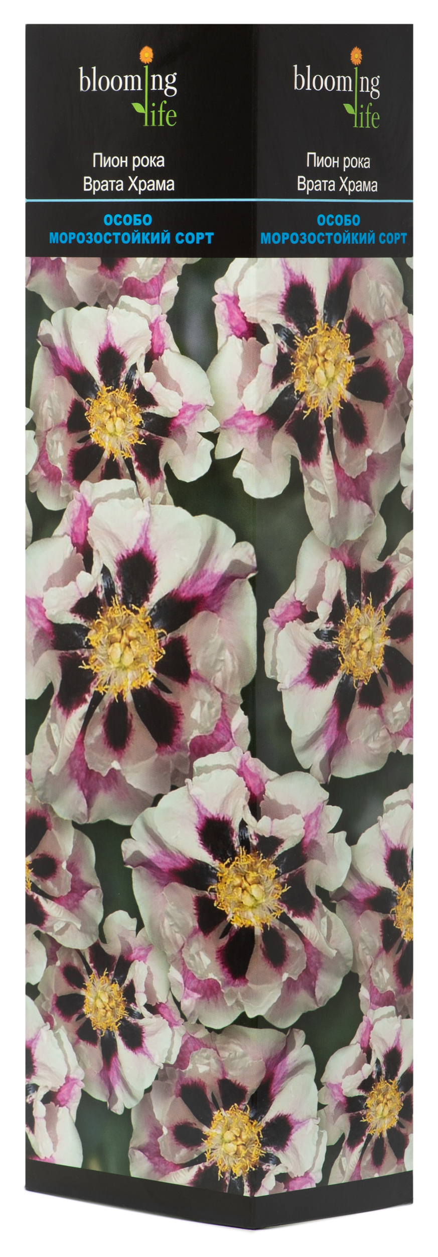 Изображение товара Саженец пиона рока Врата Храма: яркий декоративный куст с красными цветами