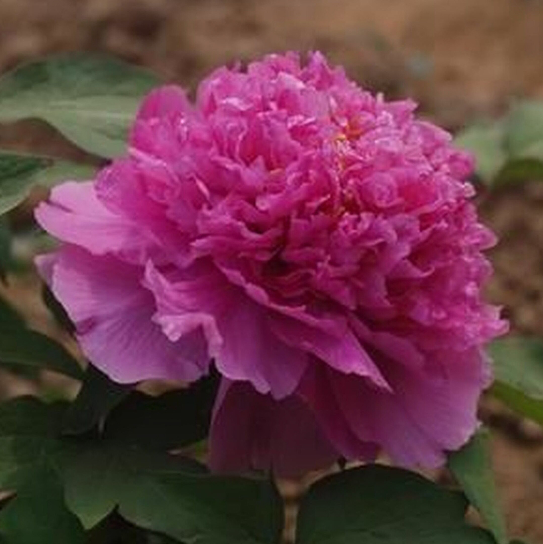 Изображение товара Саженец Пион Орнамент С1 Н37