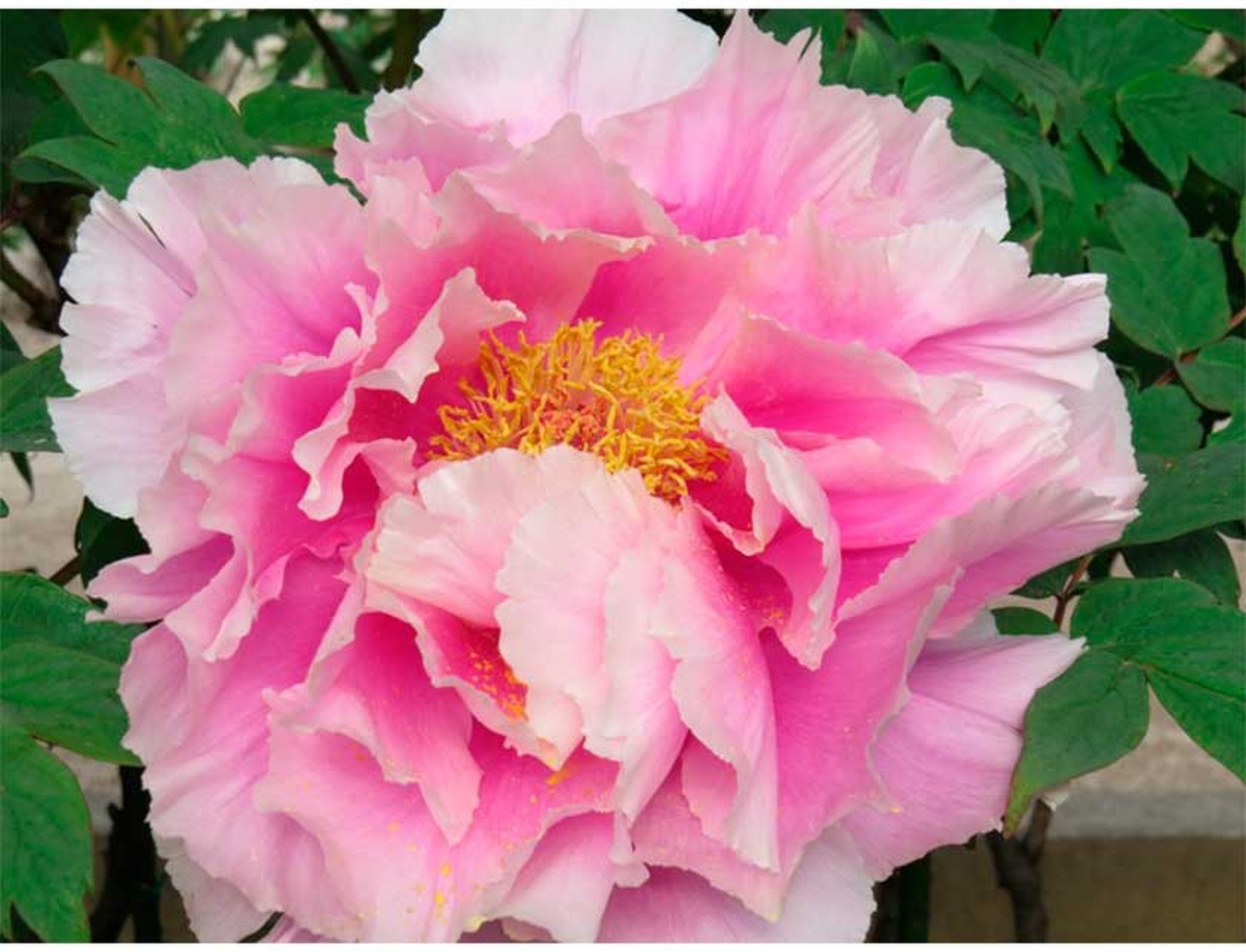 Изображение товара Растение пион древовидный Розовый Король С1 Н37 для сада и ландшафтного дизайна