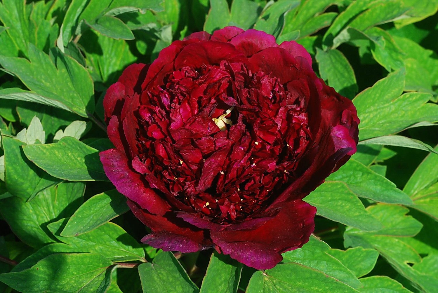 Изображение товара Древовидный пион Эрли Блэк С1 Н37 - яркое декоративное растение для сада