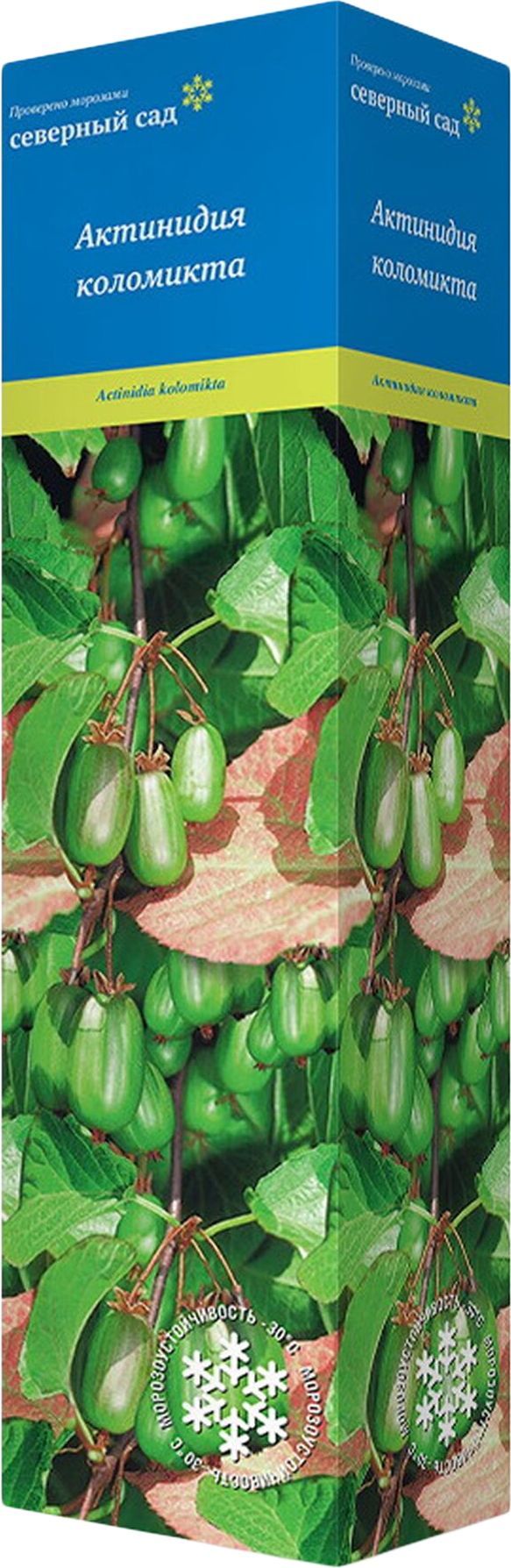 Изображение товара Растение Актинидия Университетская С1 Н37 с закрытой корневой системой 1 л