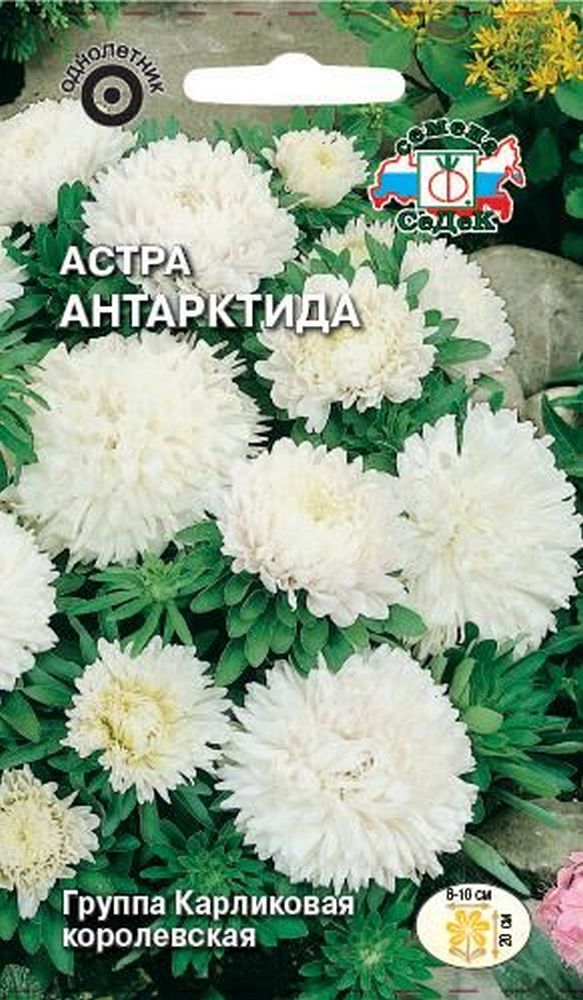 Изображение товара Семена Астры СеДеК Антарктида 0,2 г