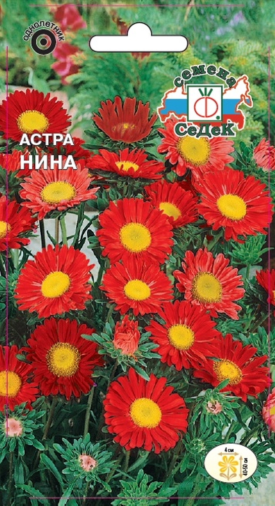Изображение товара Семена Астра СеДеК Нина ало-красная