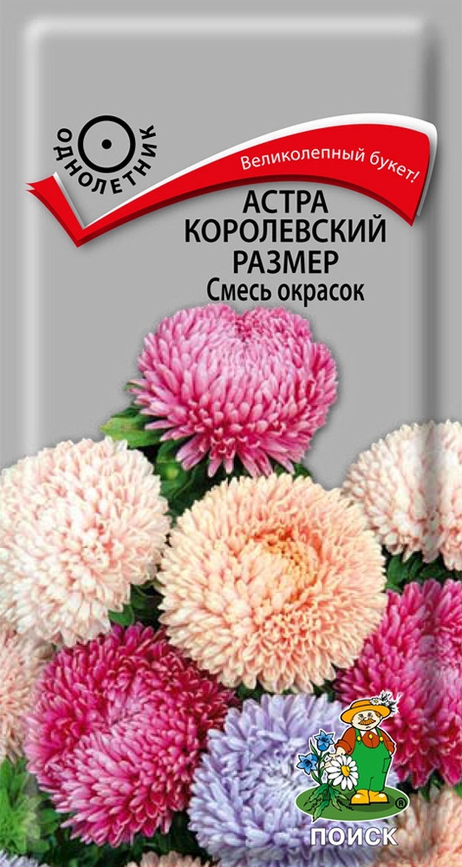 Астра пионовидная Дюшес Роуз