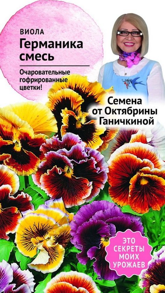 Изображение товара Семена Виолы Октябрина Ганичкина Германика 0,1 г
