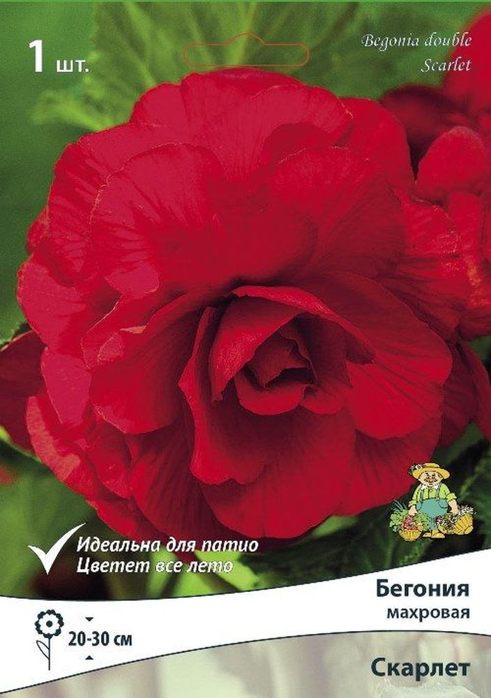 Изображение товара Луковица бегонии скарлет многолетняя для уличной посадки 20 см цветков
