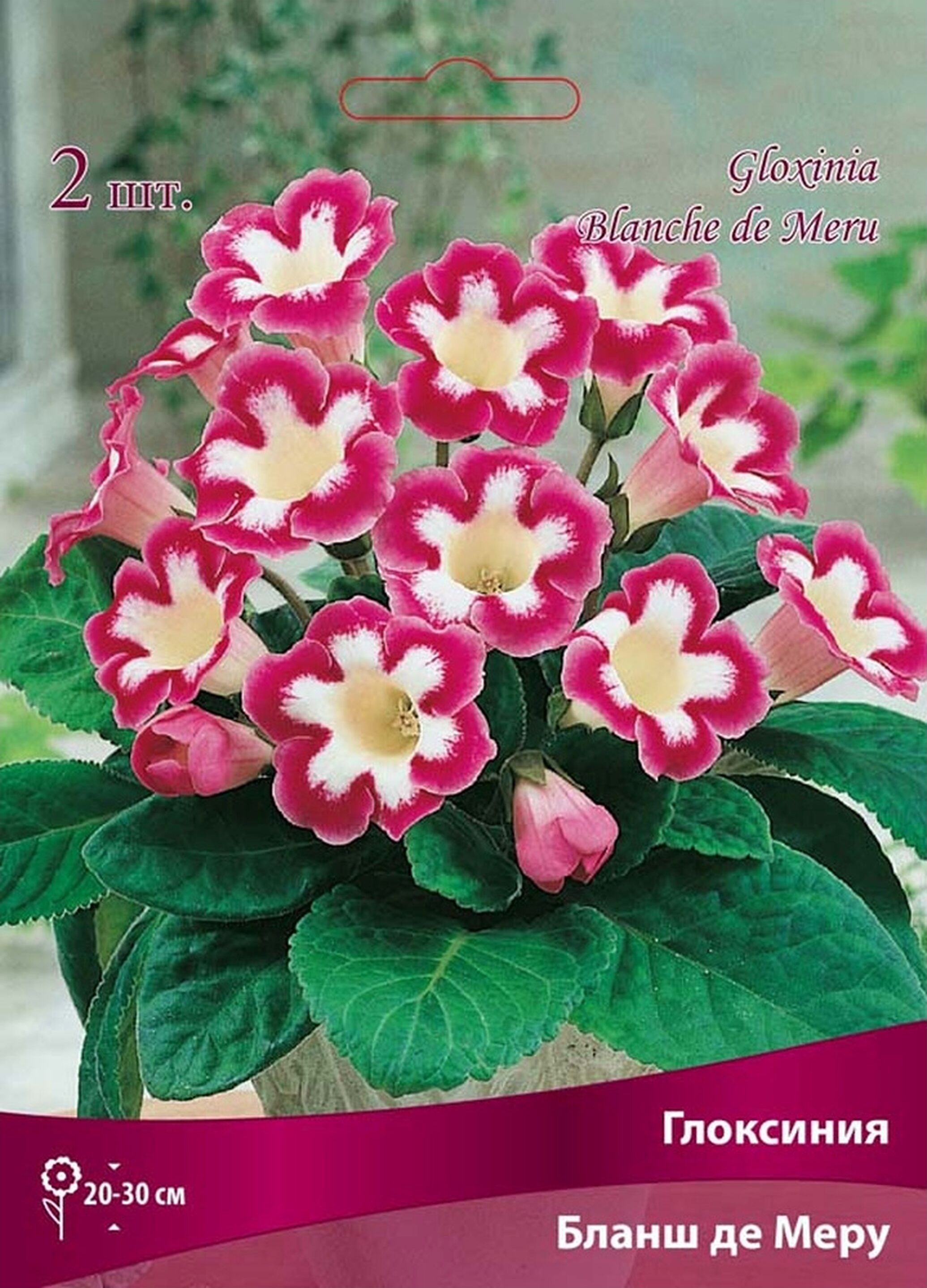 Изображение товара Луковицы глоксинии ПОИСК Бланш де Меру 1 шт зимостойкое растение для сада
