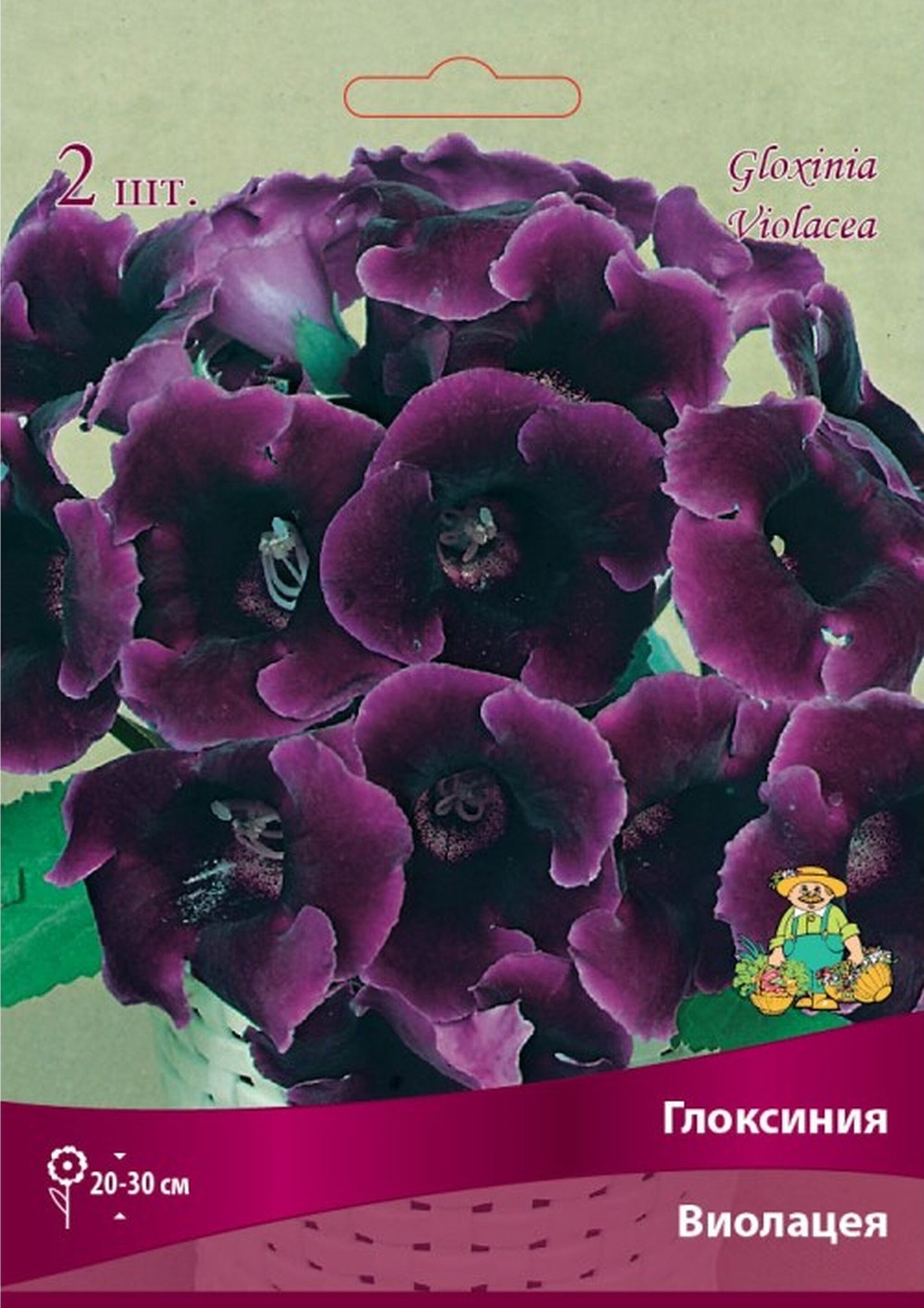 Изображение товара Луковица Глоксинии ПОИСК Виолацея