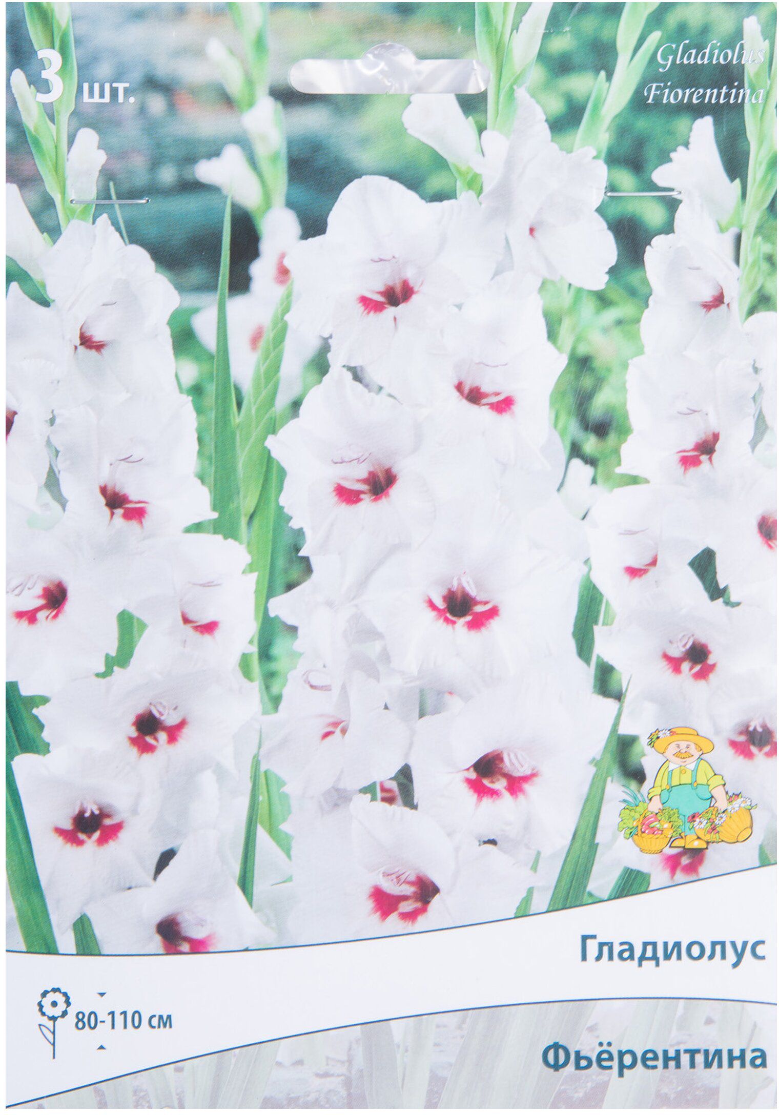 Изображение товара Луковицы Гладиолуса крупноцветкового ПОИСК Фьерентина 3 x 1 шт