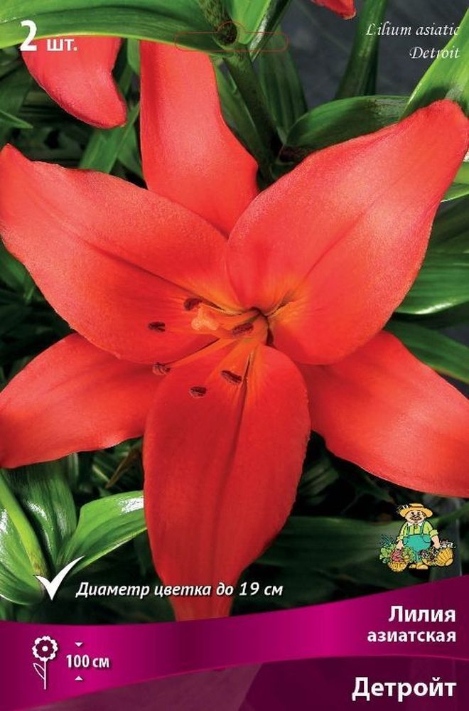 Изображение товара Луковица Лилии азиатской ПОИСК Детройт