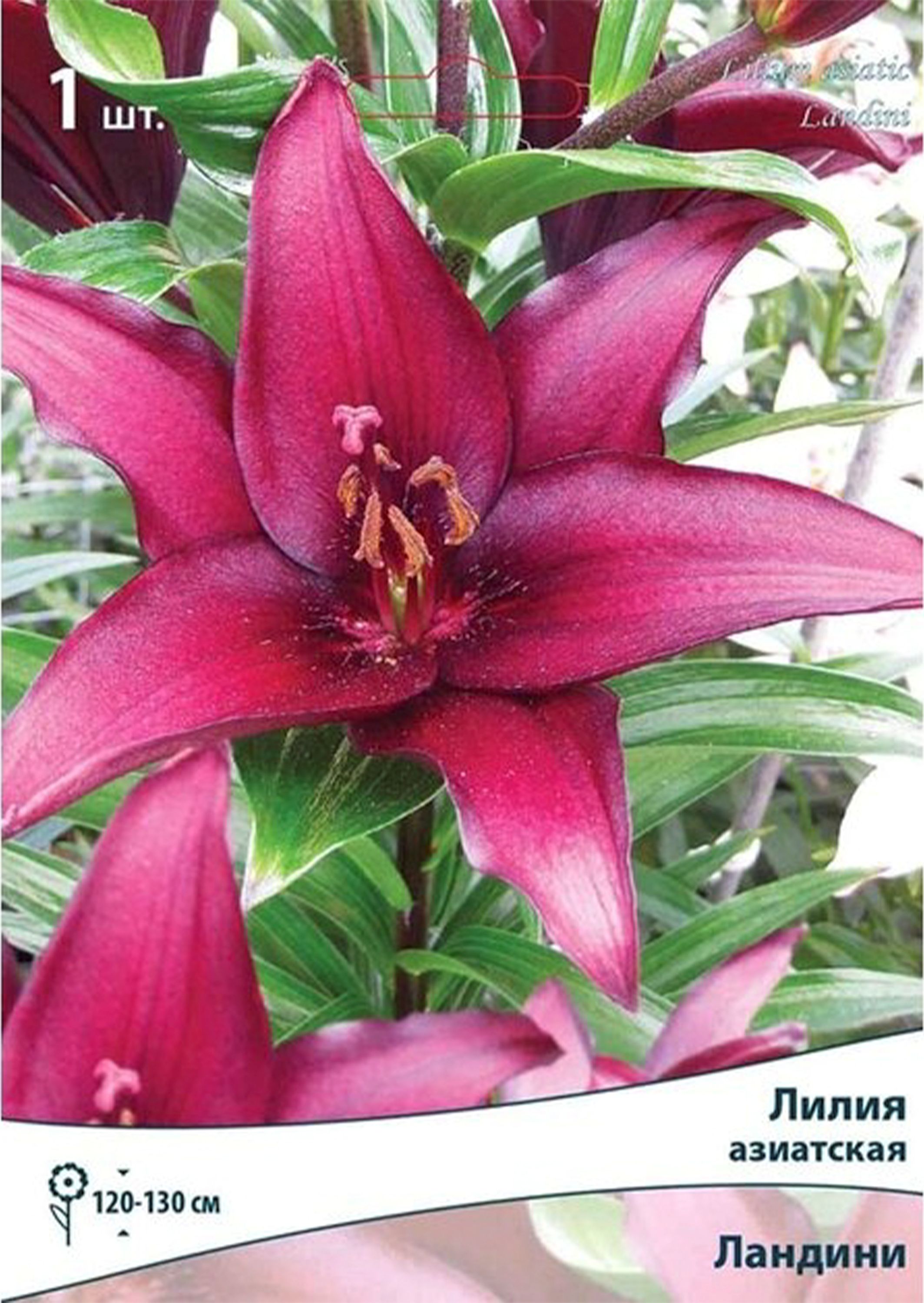 Купить Азиатские Лилии В Интернет Магазине