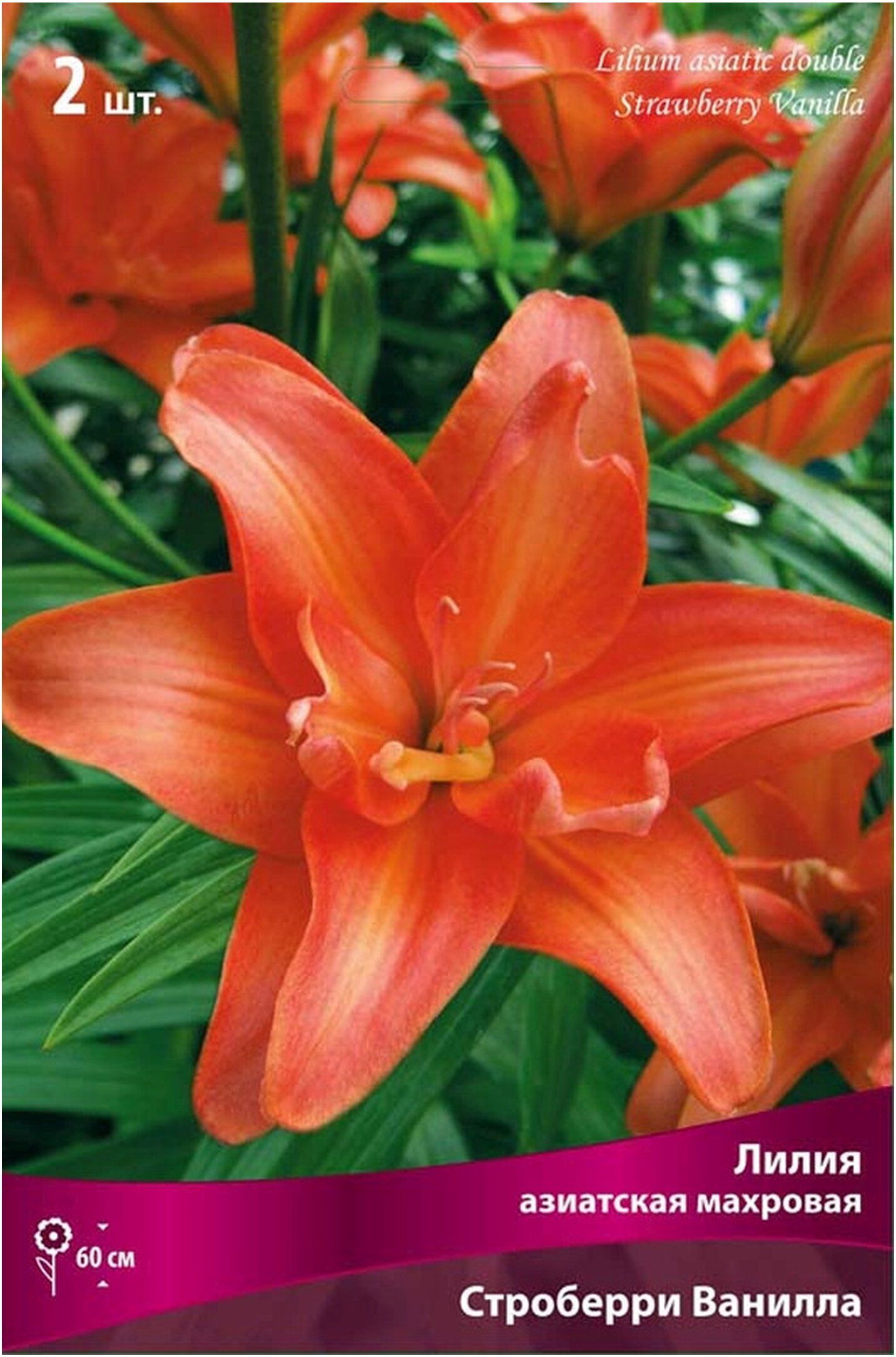Изображение товара Луковицы лилии ПОИСК Строберри Ванильный 2 шт