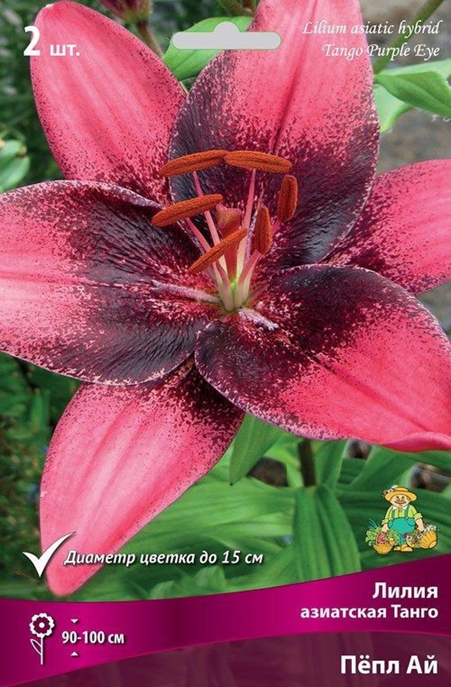 Изображение товара Луковицы лилии азиатской Танго ПОИСК Пёпл Ай 2 шт