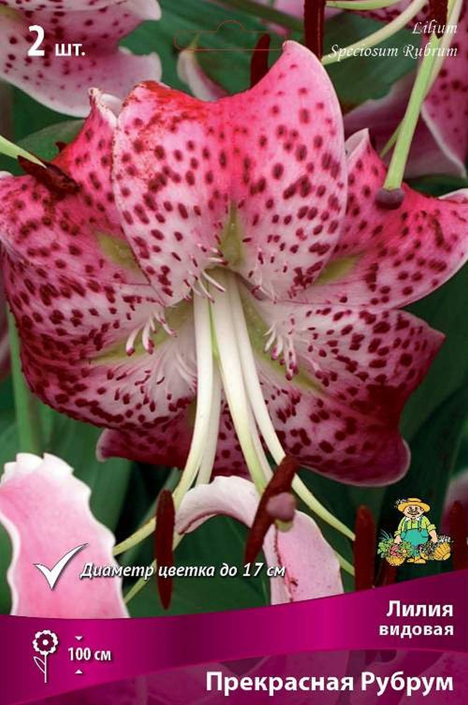 Изображение товара Луковица Лилии видовой Прекрасная Рубрум - красная, многолетняя