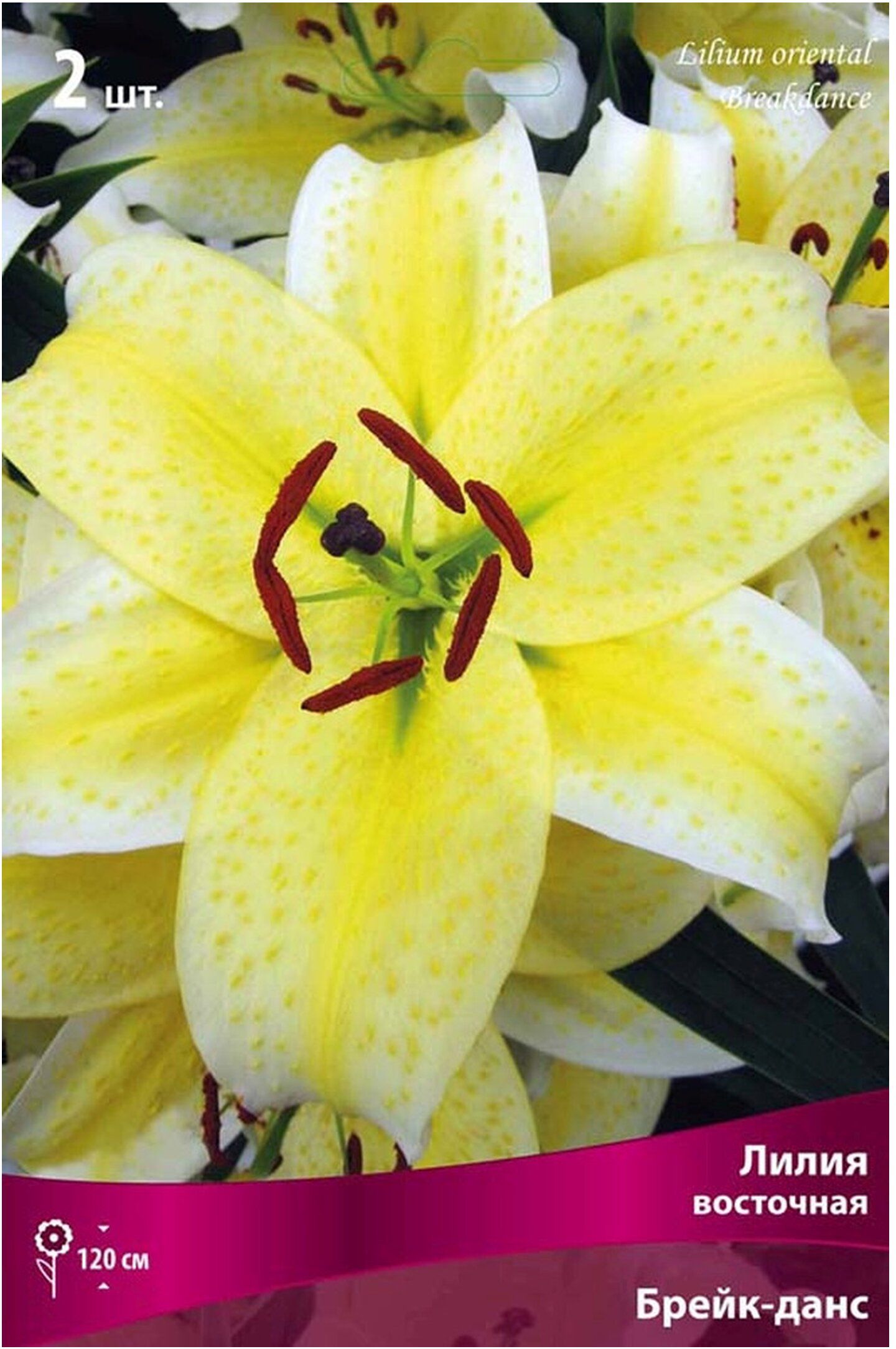 Изображение товара Луковица лилии ПОИСК Брейк-данс