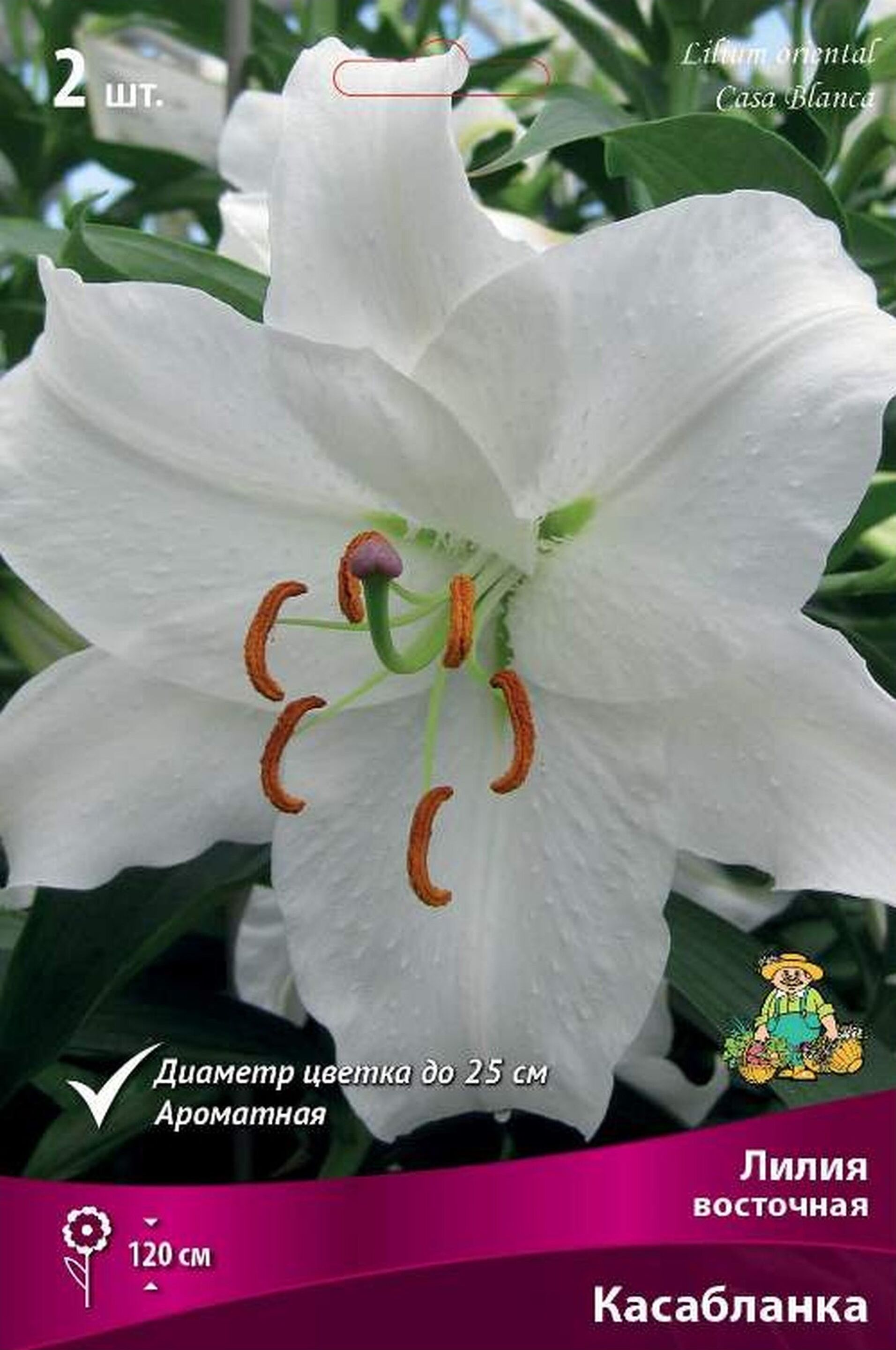 Изображение товара Луковицы лилии восточной ПОИСК Касабланка 1 шт