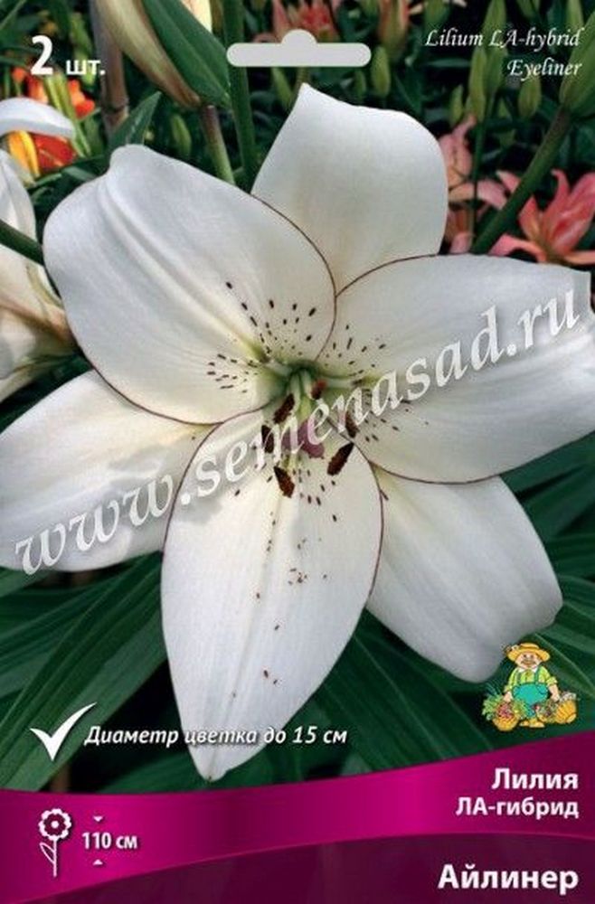 Изображение товара Луковица Лилии ПОИСК Айлинер